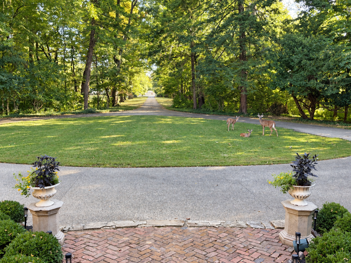 Three deer resting on Ridgeway’s circle lawn beside the tree-lined drive