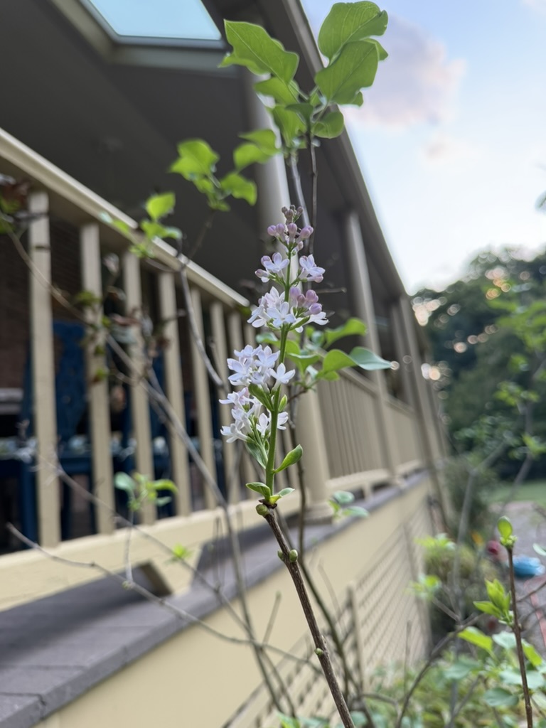 Pale blossoms beside Ridgeway’s rear porch