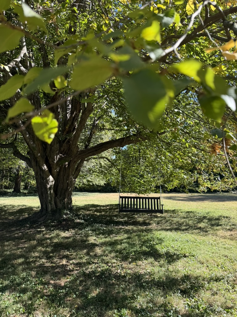A wooden swing beneath Ridgeway’s sunlit American hornbeam