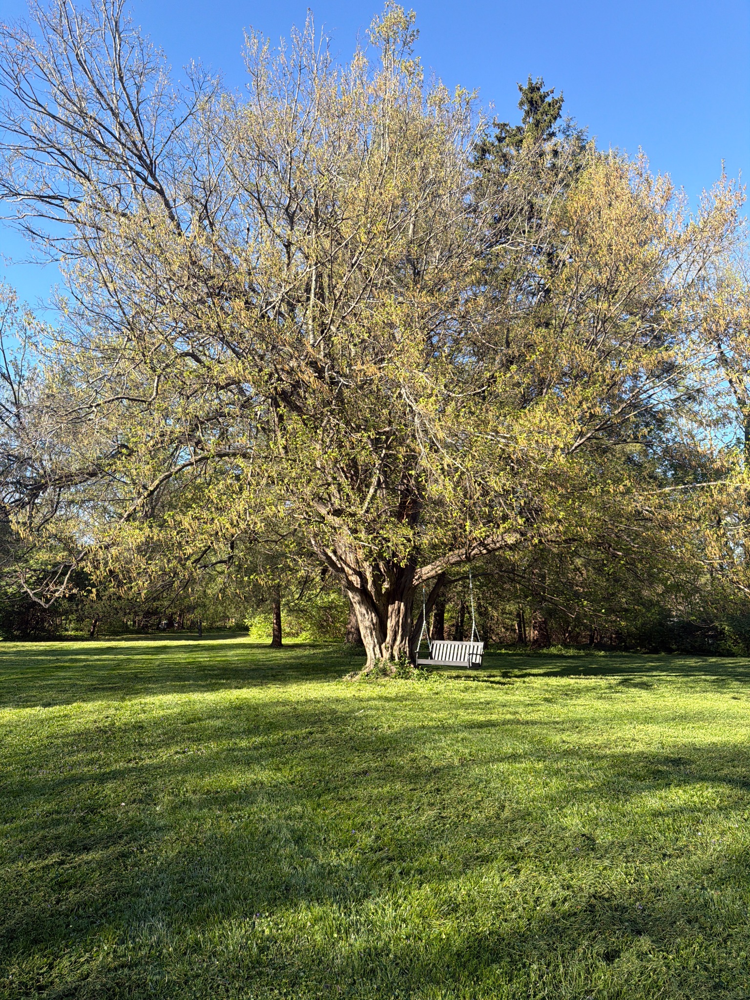 Ridgeway’s American hornbeam with a garden swing beneath its branches